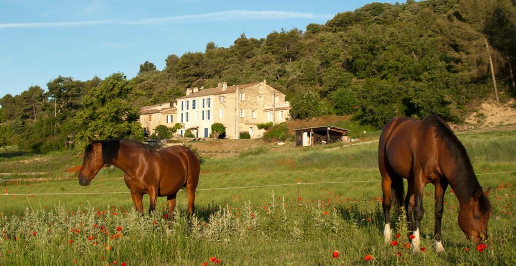 Domaine De Bertrandy Bed & Breakfast Allemagne-en-Provence Exterior foto